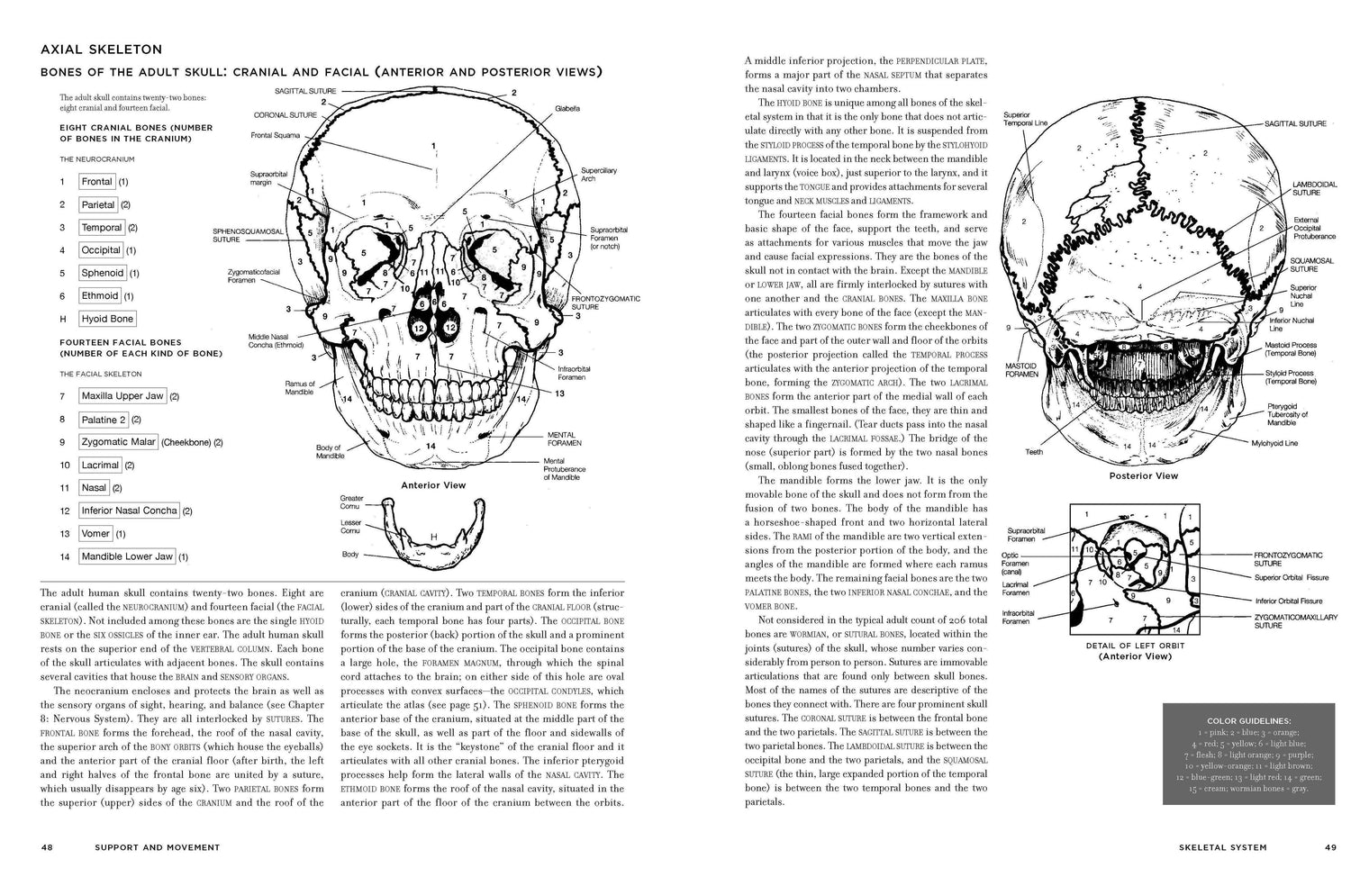 McMurtrie’s Human Anatomy Coloring Book – Educational Anatomy Study & Coloring Book